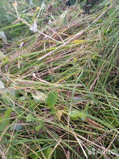 Продам сено