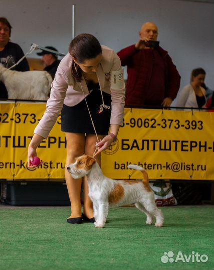 Вязка джек Рассел терьер