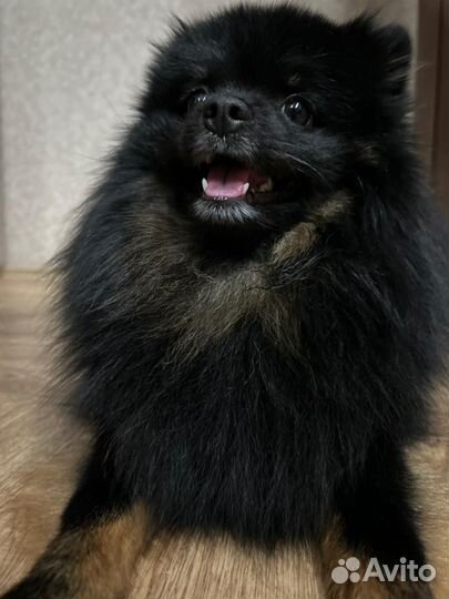 Немецкий шпиц вязка