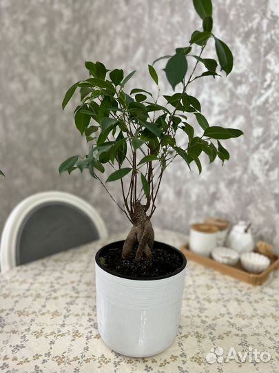 Комнатные цветы растения