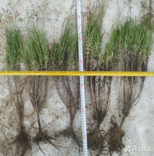 Лаванда саженцы