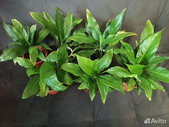 Спатифиллум женское счастье