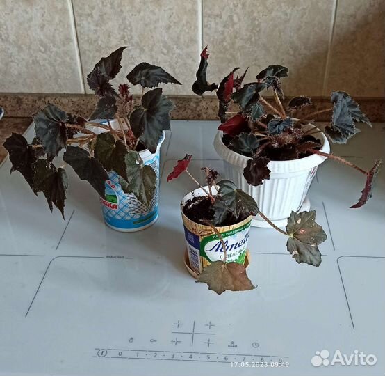 Бегония Клеопатра, спатифиллум высокий