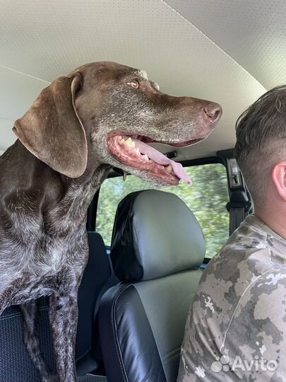 Курцхаар - вязка