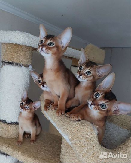 Абиссинские котята