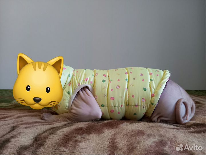 Одежда для кошек.Для Сфинкса