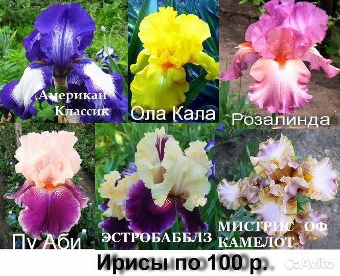 Ирисы бородатые