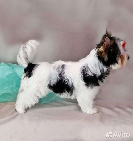 Щенок Бивер Йорк девочка