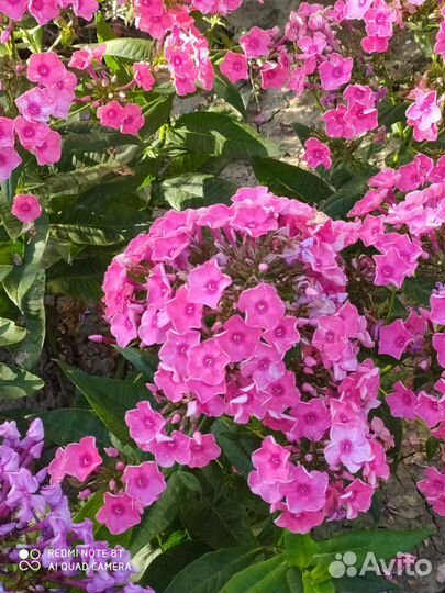 Флоксы многолетние