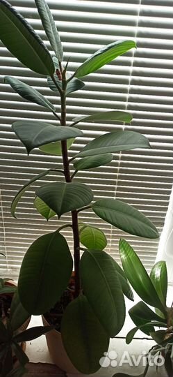 Фикус каучуконосный