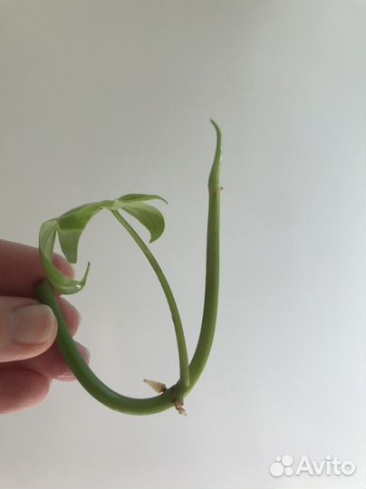 Филодендрон Флорида бьюти грин