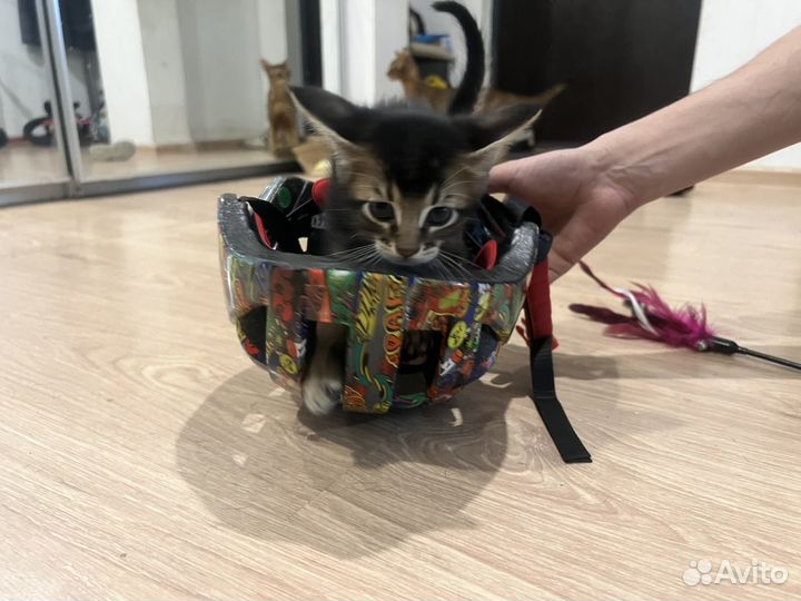 Котята Абикуны