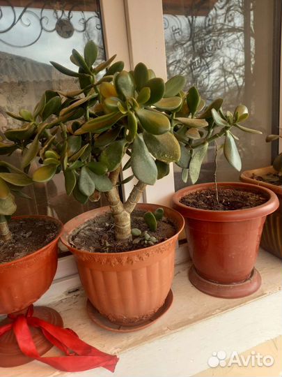 Красула толстянка