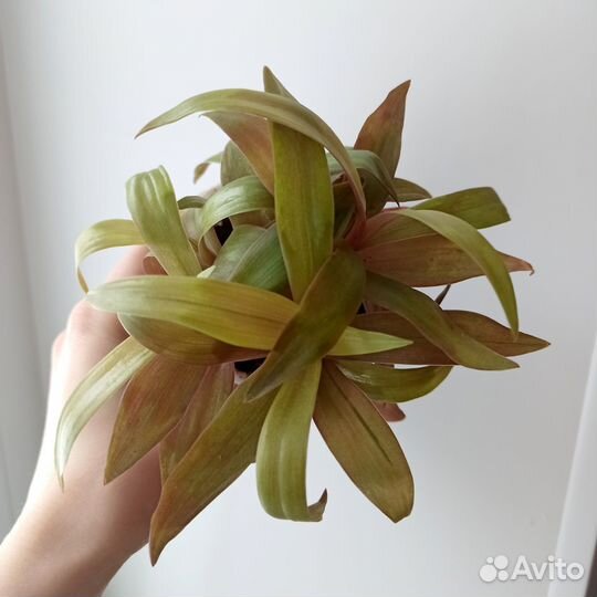 Традесканции.Часть 2