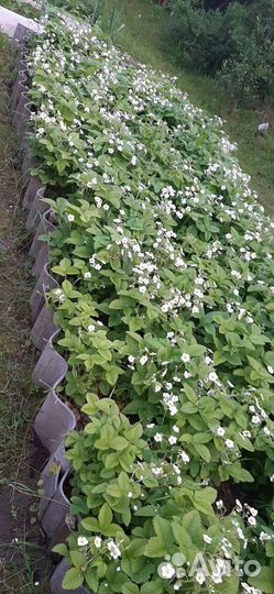 Рассада клубники, земляники