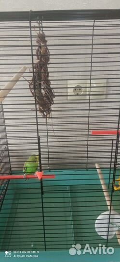 Волнистый попугай с клеткой