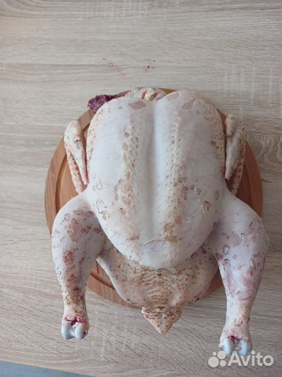 Домашние куры бройлеры