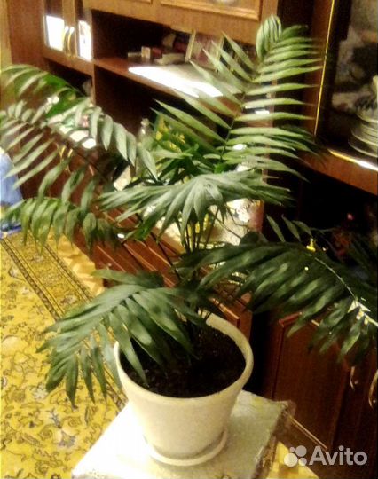 Комнатные растения цветы