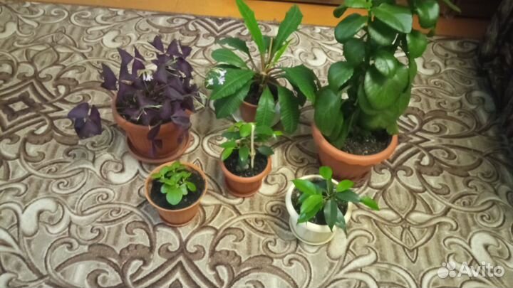 Комнатные цветы