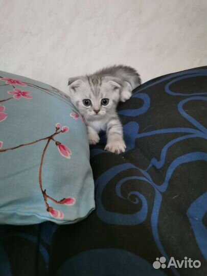 Шотландские вислоухие котята и прямоухие