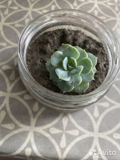 Каменная роза (молодило) / суккулент
