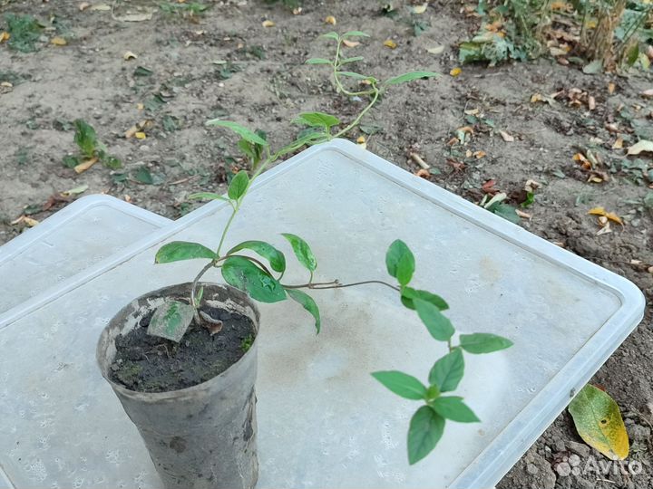 Жимолость каприфоль