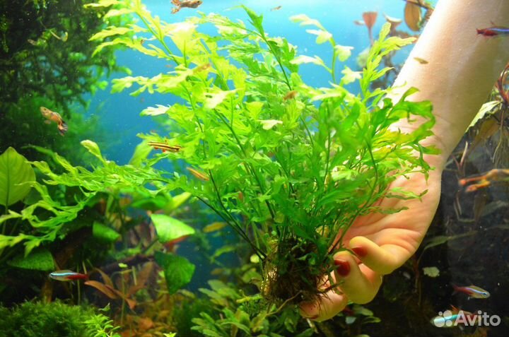Рыбки гуппи, растения,креветки, меченосцы