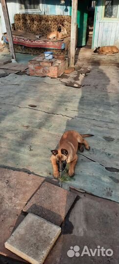 Щенок бельгийской овчарки