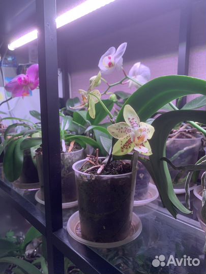 Орхидея фаленопсис