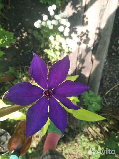 Гортензия, глициния, клематис, дипладения