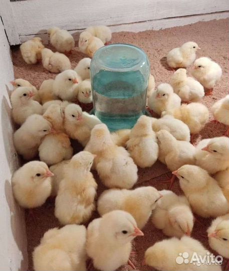 Утята и бройлер, суточные и подрощенные