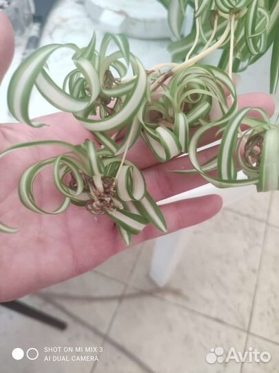 Комнатные растения цветы