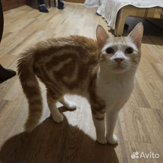 Котенок мальчик
