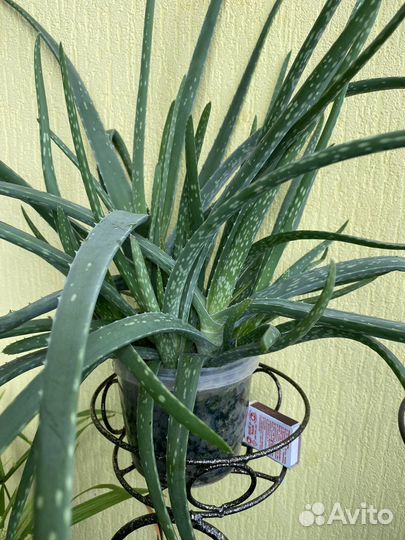 Алоэ на лечение