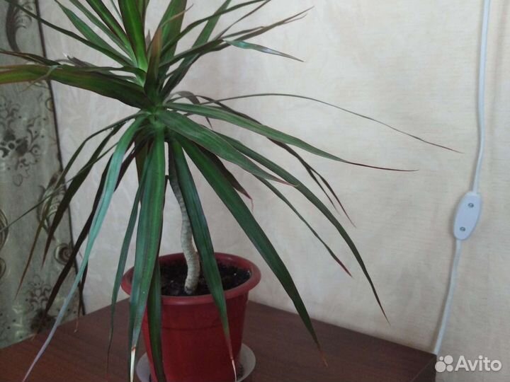 Пальма драцена