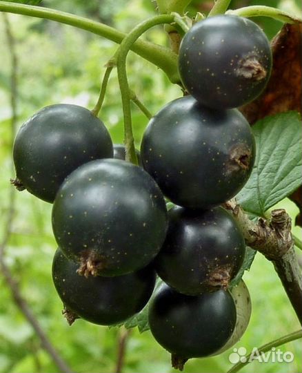 Саженцы черной смородины