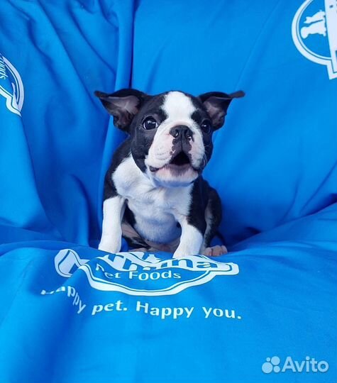 Бостон терьер -щенки