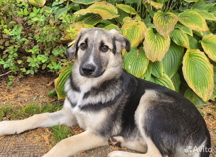 Мальчик ищет дом