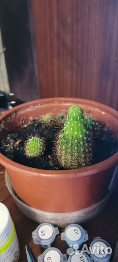 Кактус эхинопсис детки