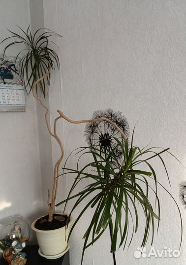 Драцена в горшке