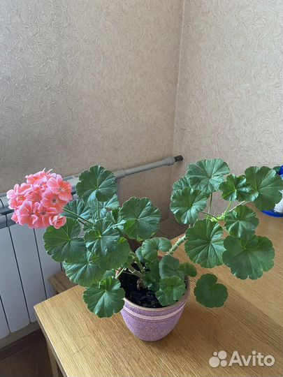 Пеларгония (герань)