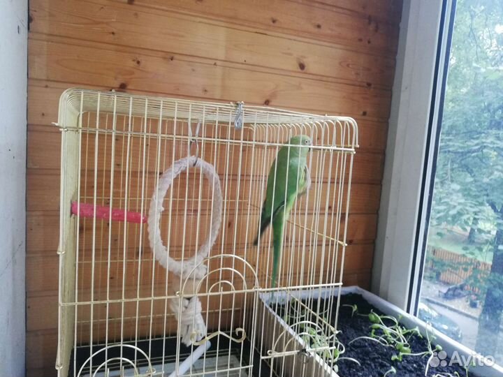 Ожереловый попугай