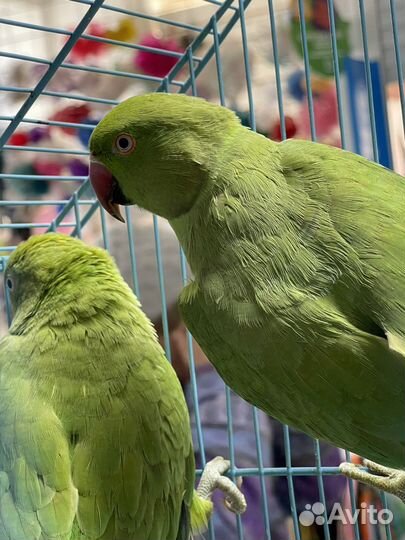 Ожереловый попугай птенцы