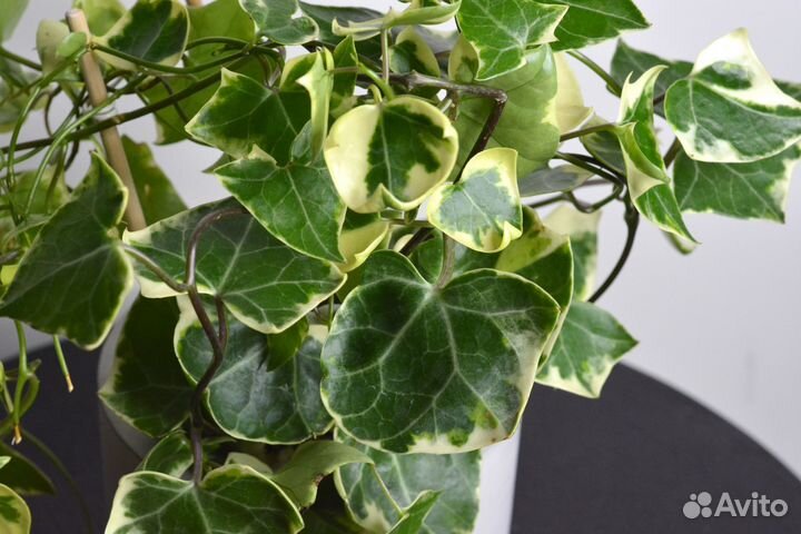 Крестовник (Сенецио) Макроглоссус Вариегата / Sene