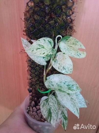 Сциндапсусы, эпипремнумы