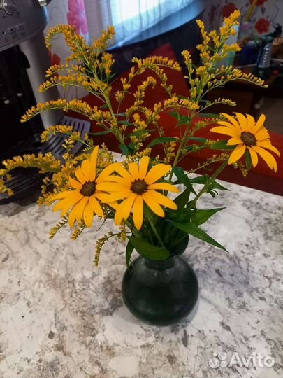 Золотарник (Pолотая розга, Солидаго )