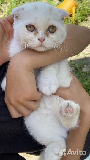 Отдам кошечку