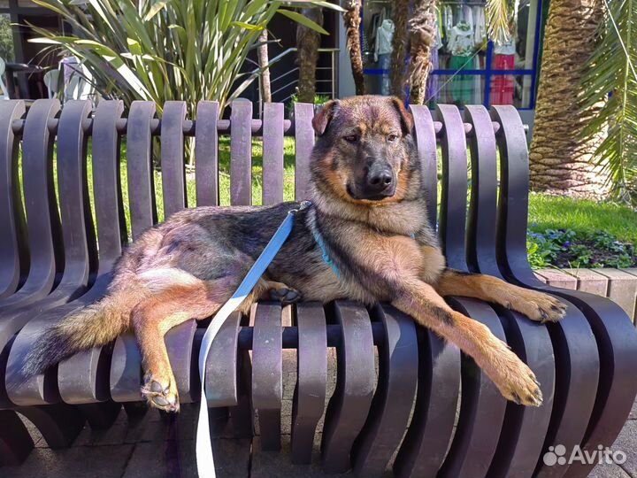 Собака в добрые руки