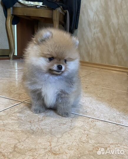 Мини мальчик померанского шпица