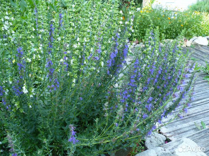 Иссоп лекарственный